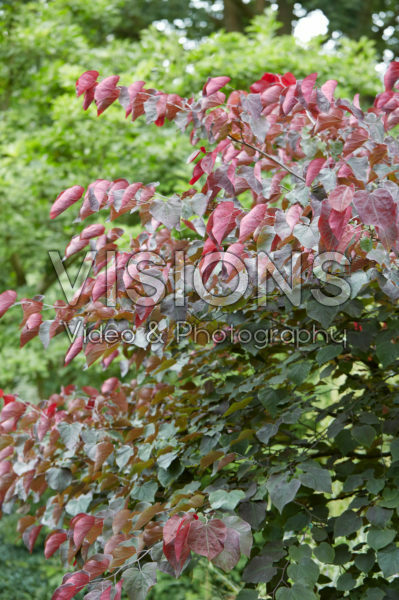 Cercis canadensis Forest Pansy Cercis canadensis Forest Pansy