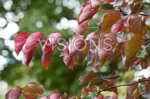 Cercis canadensis Forest Pansy