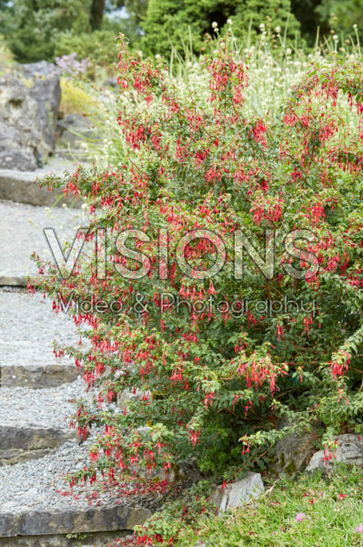 Fuchsia magellanica Fuchsia magellanica