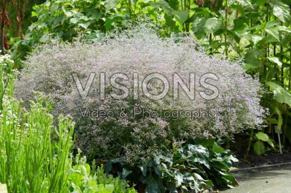 Limonium latifolium Limonium latifolium