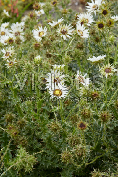 Berkheya cirsiifolia Berkheya cirsiifolia