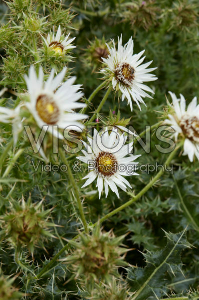 Berkheya cirsiifolia