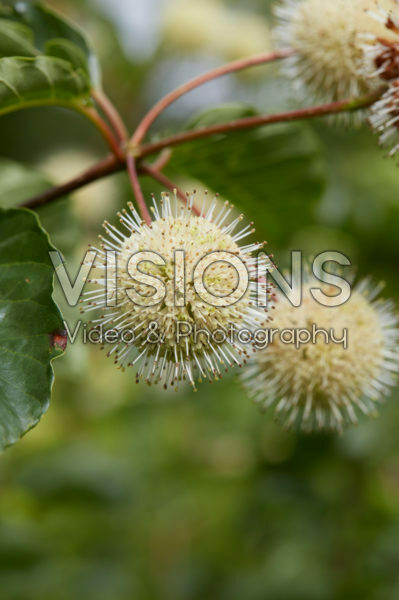 Cephalanthus occidentalis Cephalanthus occidentalis