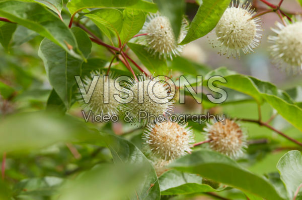 Cephalanthus occidentalis Cephalanthus occidentalis