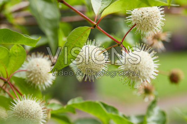 Cephalanthus occidentalis Cephalanthus occidentalis