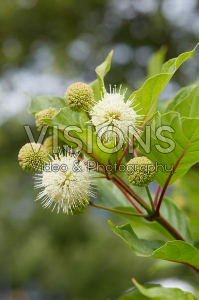 Cephalanthus occidentalis Cephalanthus occidentalis