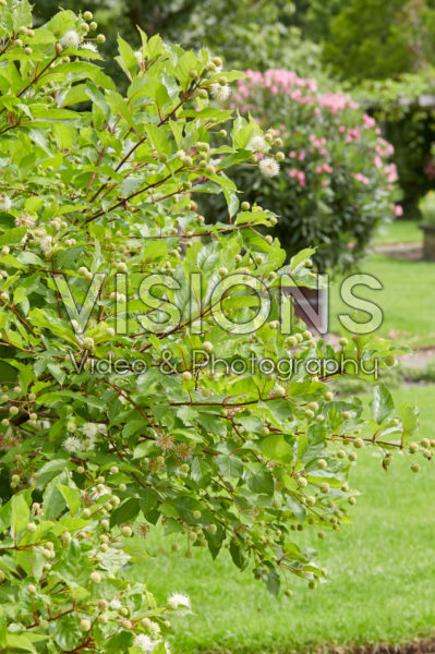 Cephalanthus occidentalis Cephalanthus occidentalis