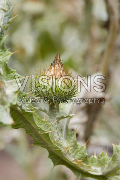 Cynara scolymus Cynara scolymus