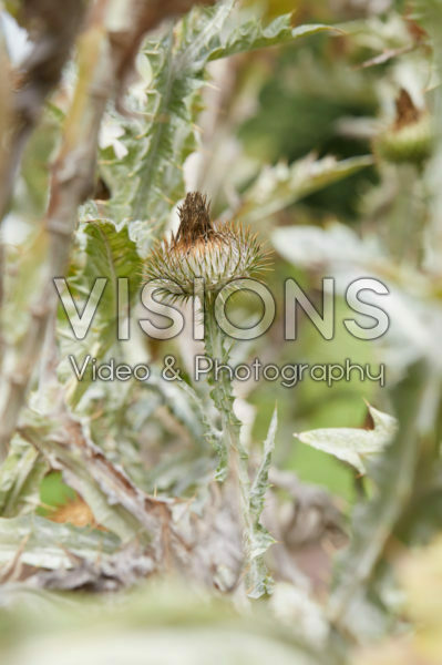 Cynara scolymus