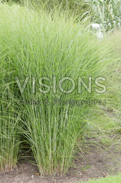 Miscanthus sinensis Gracillimus Miscanthus sinensis Gracillimus