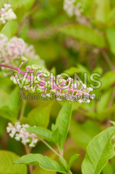 Phytolacca Phytolacca