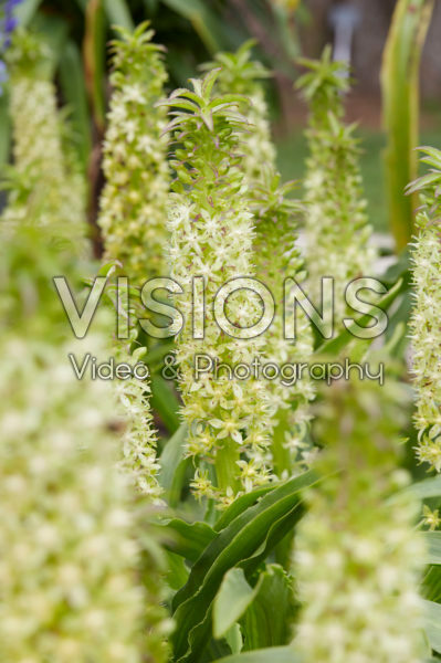 Eucomis comosa Eucomis comosa