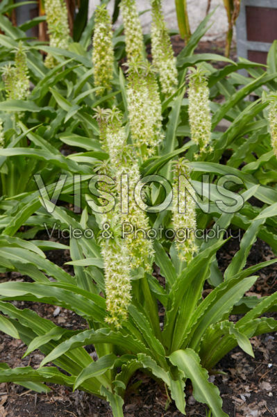 Eucomis comosa