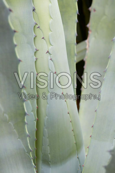 Agave americana Agave americana