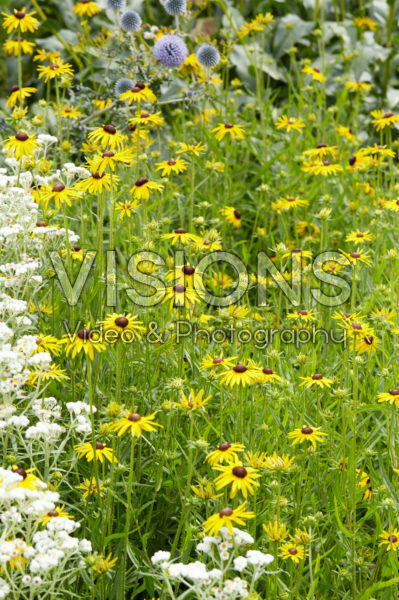 Rudbeckia fulgida var. speciosa Rudbeckia fulgida var. speciosa