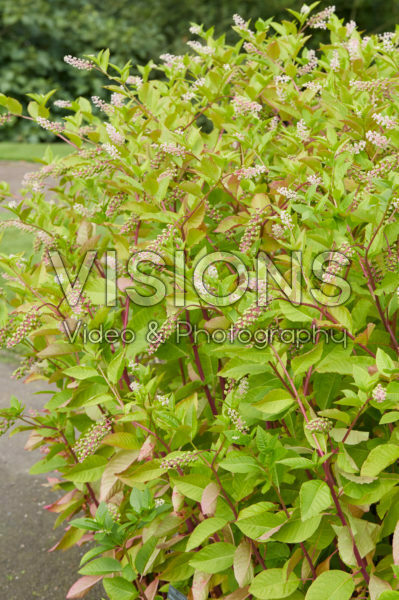 Phytolacca Phytolacca