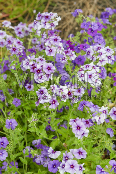 Phlox Drummondii Phlox Drummondii
