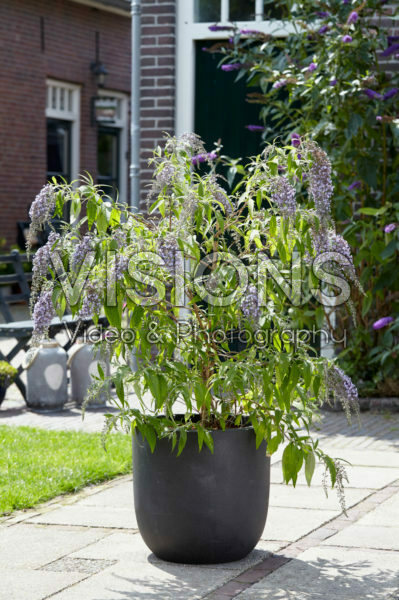 Buddleja davidii Wisteria Lane Buddleja davidii Wisteria Lane