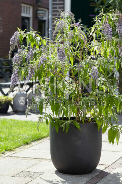 Buddleja davidii Wisteria Lane