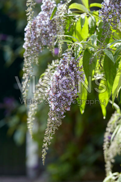 Buddleja davidii Wisteria Lane Buddleja davidii Wisteria Lane