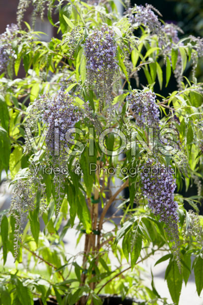 Buddleja davidii Wisteria Lane Buddleja davidii Wisteria Lane