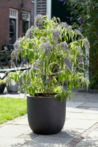 Buddleja davidii Wisteria Lane Buddleja davidii Wisteria Lane