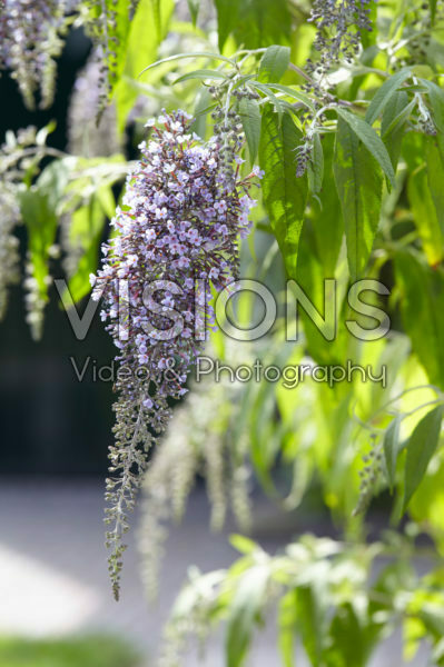 Buddleja davidii Wisteria Lane Buddleja davidii Wisteria Lane