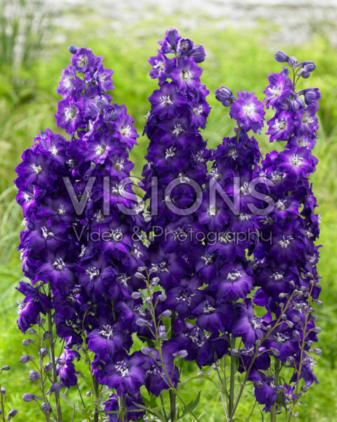 Delphinium Purple White Delphinium Purple White