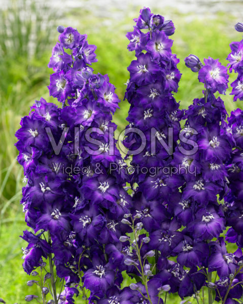 Delphinium Purple White Delphinium Purple White