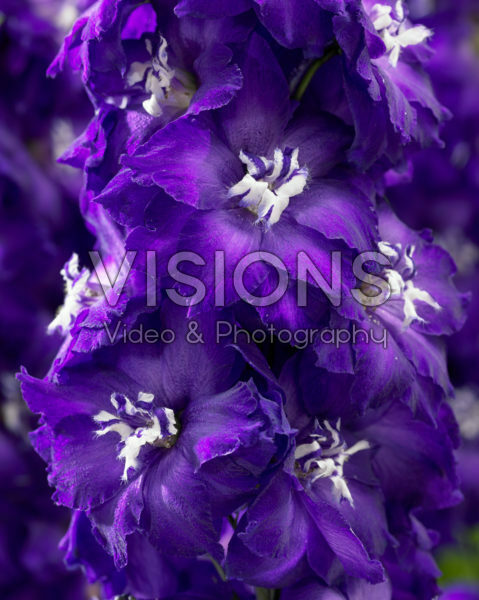Delphinium Purple White Delphinium Purple White