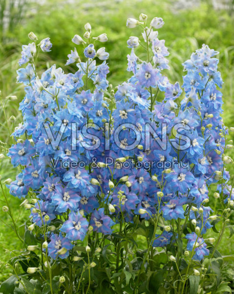 Delphinium Light Blue Pink
