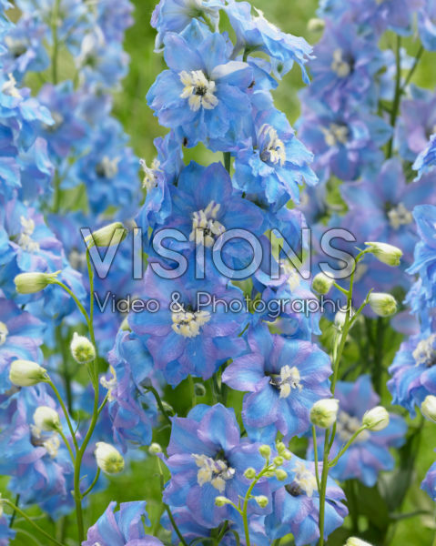 Delphinium Light Blue Pink