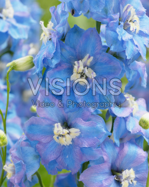 Delphinium Light Blue Pink Delphinium Light Blue Pink