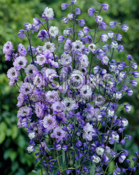 Delphinium La Boheme Delphinium La Boheme