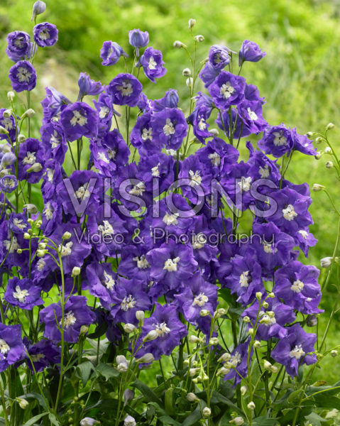 Delphinium Velvet Purple Delphinium Velvet Purple