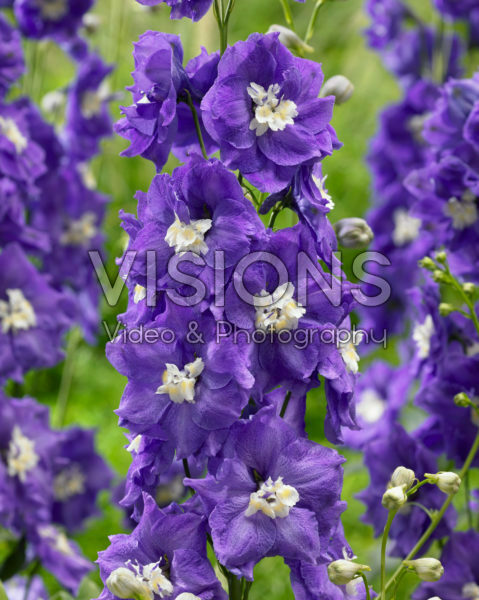 Delphinium Velvet Purple