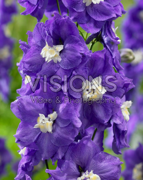 Delphinium Velvet Purple Delphinium Velvet Purple