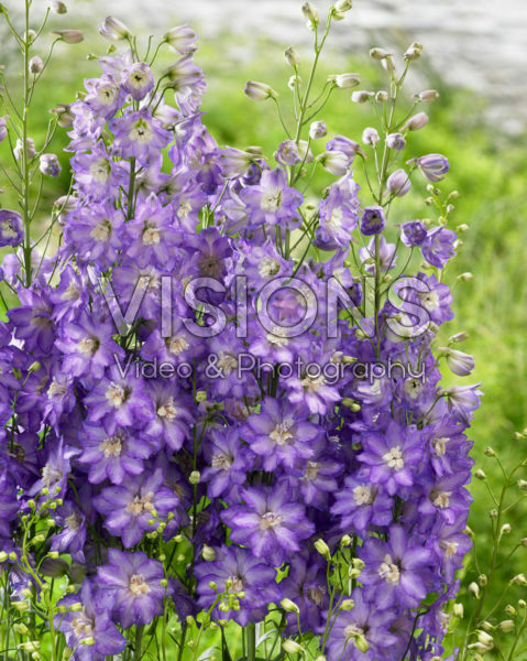 Delphinium 30-LPR Delphinium 30-LPR