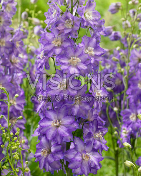 Delphinium 30-LPR Delphinium 30-LPR