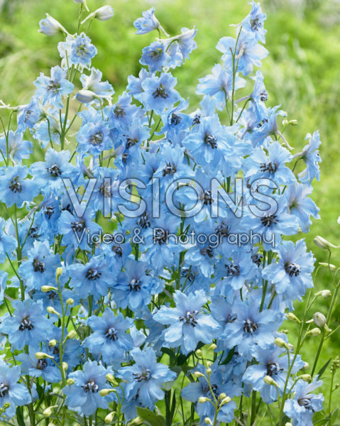 Delphinium Brother Delphinium Brother