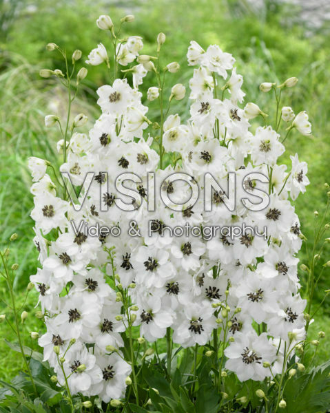 Delphinium White Black