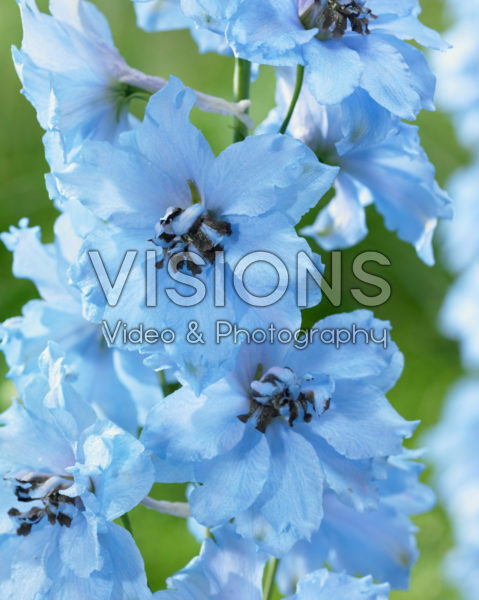 Delphinium Brother Delphinium Brother