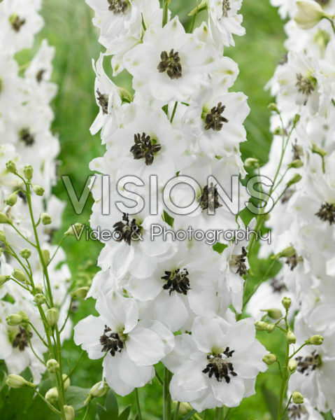 Delphinium White Black Delphinium White Black