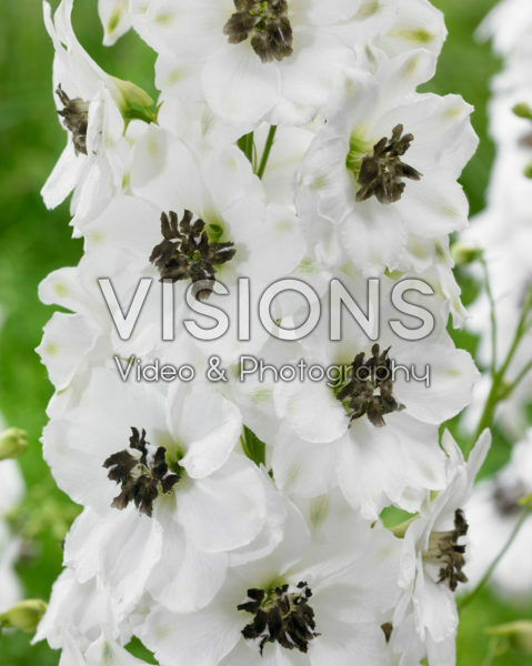 Delphinium White Black