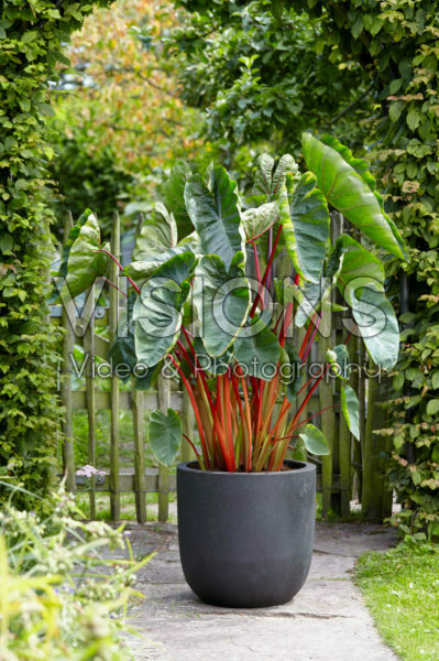 Colocasia esculenta Hawaiian Punch Colocasia esculenta Hawaiian Punch