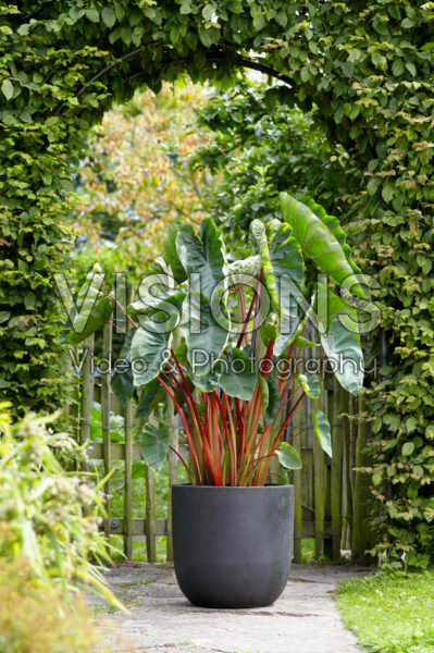 Colocasia esculenta Hawaiian Punch Colocasia esculenta Hawaiian Punch
