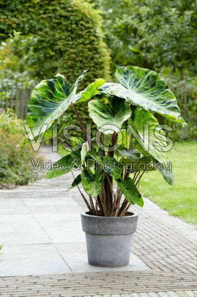 Colocasia esculenta Mojito