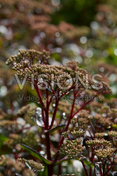 Sedum Matrona