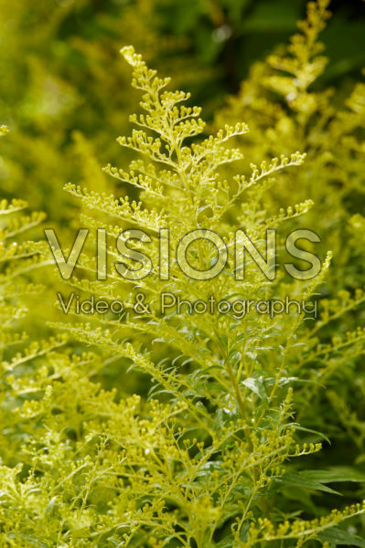 Solidago Golden Mosa
