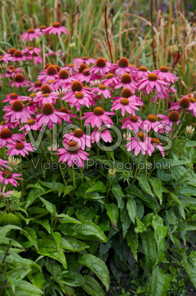 Echinacea Echinacea